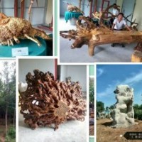 供白玉兰、红玉兰、国槐、流苏等