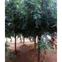 胸径七、八公分的红豆杉