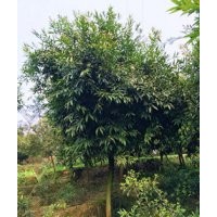 泸州水晶葡萄|四川水晶葡萄|水晶葡萄价格