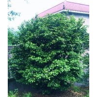 泸州茶花|成都茶花|宜宾茶花|四川茶花|茶花供应