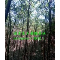 2公分国槐，2公分国槐树苗(图)