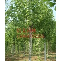 处理一批12公发法桐11-20公分法桐