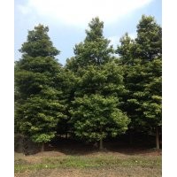 四川成都帧楠基地帧楠价格帧楠直销8-25公分帧楠