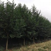 四川成都乐昌含笑基地乐昌含笑价格乐昌含笑直销8-30公分乐昌含笑