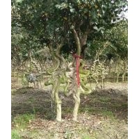 四川成都精品紫薇造型基地紫薇价格紫薇直销