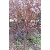 大量供应5至8公分红叶李，5,6公分红叶李,1至2公分红叶李小苗，