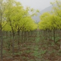 优质金叶槐，质好价廉，成活率高，专业供应基地现货充足。