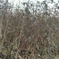 107杨树苗、大红袍花椒苗嫁接桃树毛桃苗、梨树苗、国槐、法桐低