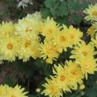 草花、山一花卉苗木草花、草花花期