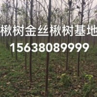 楸树金丝楸楸树小苗重河南重点楸树种植基地