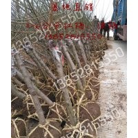 4公分红梅价格，2017年嫁接红梅树苗2-6公分价格