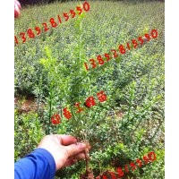 30公分迎春价格35-40公分高度迎春花价格