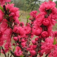 北京寿星桃出售