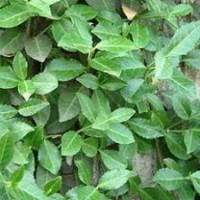 北京扶芳藤绿化苗木出售