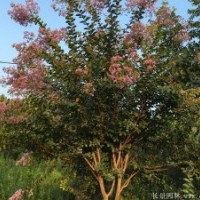 8公分紫薇树苗多少钱？