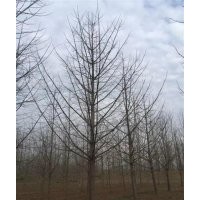 银杏小苗_兴隆银杏_2公分银杏小苗