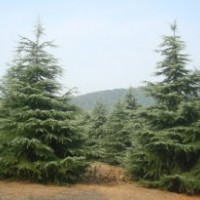 南京最新雪松价格 1-8米雪松报价 精品雪松价格