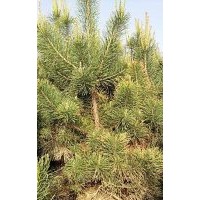 出售占地樟子松