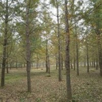 24公分银杏树价格|兴隆银杏|河南24公分银杏树价格