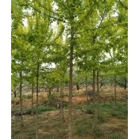 金叶复叶槭5-6-7-8-9-10公分