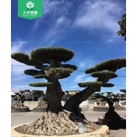 1400年西班牙橄榄树