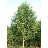 提供优质15公分含笑南京含笑基地