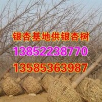 兴隆银杏、江苏银杏树、江苏银杏树基地