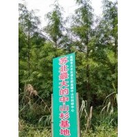 供应中山杉工程苗