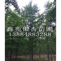 25公分银杏树低价处理