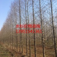 供应14公分水杉 水杉价格