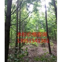 9公分水杉 水杉基地