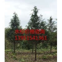 8公分水杉 水杉树