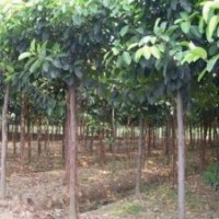 供应榕树品种介绍 小叶榕 高山榕 大叶榕