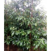 供应1.5米高的金丝楠木营养杯苗