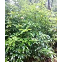 地径二三四公分的金丝楠木苗子，苗壮根好