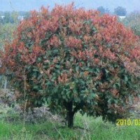 花卉种植红枫,雪松,石楠
