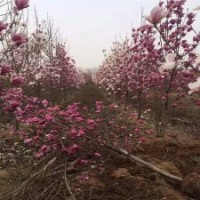 全新紫玉兰的批发价格