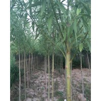供应馒头柳 垂柳 新疆杨等
