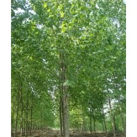 处理15公分法桐