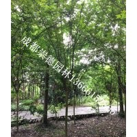 成都低价批发红花紫薇