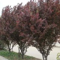 供应紫叶李 南京紫叶李 紫叶李价格批发