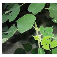 供应构树 南京构树 构树批发价格