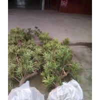 成都罗汉松造型基地罗汉松造型价格罗汉松造型直销