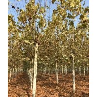 大量出售 国槐 、白蜡 、法桐 、合欢