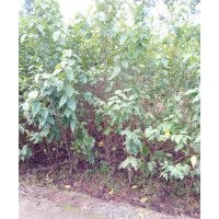 供应实生和嫁接樱桃苗