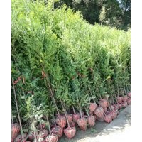 大批销售和低价处理红豆杉、金丝楠