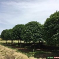 成都高杆桂花基地桂花直销低价格树型优美质量优