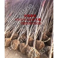 3公分木槿价格、4公分红花木槿价格