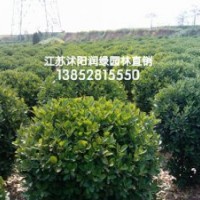 冠幅100公分1米2大叶黄杨球价格