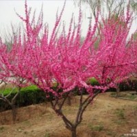 北京廊坊绿化苗木榆叶梅出售